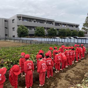 さつま芋掘り